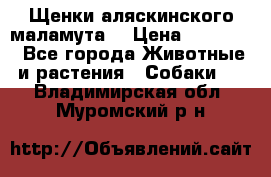 Щенки аляскинского маламута  › Цена ­ 15 000 - Все города Животные и растения » Собаки   . Владимирская обл.,Муромский р-н